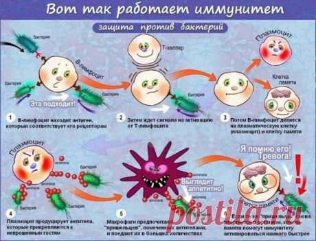 Смешной рассказ про иммунитет

Скопировано из одной весёлой врачебной группы..даже врачи прикалываются....

Честно признаюсь, что начало истории подглядел на пикабу и потом просто немного развил ее:

Я: - Иммунитет, что за нафиг, почему у меня температура 40?
Иммунитет: - Я выбросил в кровь пирогены, которые добрались до центра терморегуляции в гипоталамусе и тот сместил точку равновесия в сторону теплопродукции.
Я: - К черту физиологию, зачем так много?
Иммунитет: - Обнар...