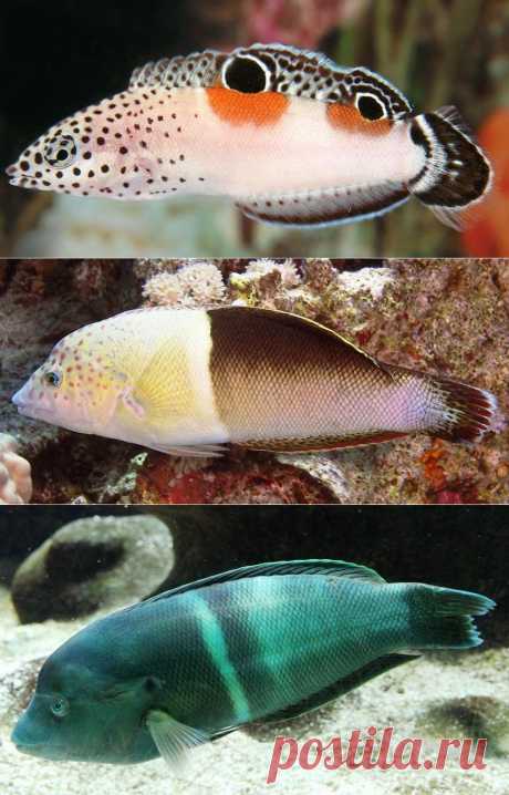 Корис клоун - Рыбы Красного моря     Fish of the Red Sea
Корис-клоун - Clown sand wrasse - Coris aygula - этот губан вырастает до 60 см. Мальки с двумя темными пятнами в оранжевом ореоле, самки значительно меньше самцов и больше похожи на мальков, только у них темные пятна без оранжевого обрамления. Питается моллюсками, крабами.