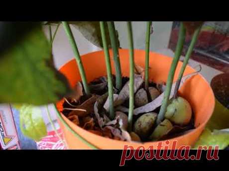 Авокадо из косточки. Выращивание авокадо в домашних условиях