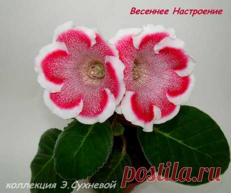 Весеннее Настроение (Павлюк Н.) - Форум цветоводов Фрау Флора