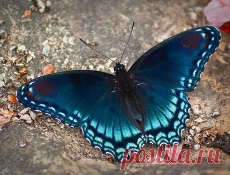 самые красивые бабочки мира фото с названиями: 11 тыс изображений найдено в Яндекс.Картинках