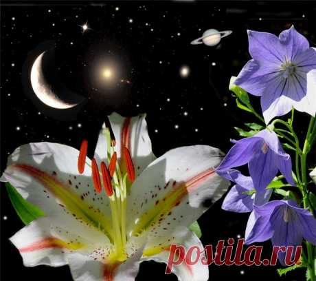 Кейт Логран и ее цветы на фоне звездного неба