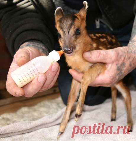 Он увидел на обочине мертвого оленя. То, что случилось потом, растрогает до слёз...