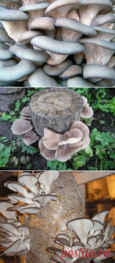 Выращивание грибов вешенок: на даче и в огороде, в теплице, из мицелия, условия, технология, посадка, уход, подкормка, фото, видео