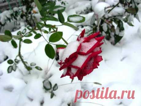 Укрытие роз на зиму — утепление «королевы цветов».