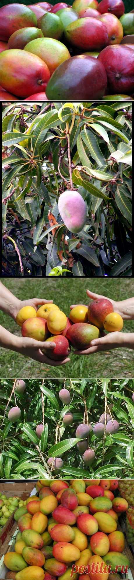 Израильские полезности.Манго - король тропических фруктов