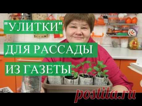 Рассада в Улитке из Газеты.