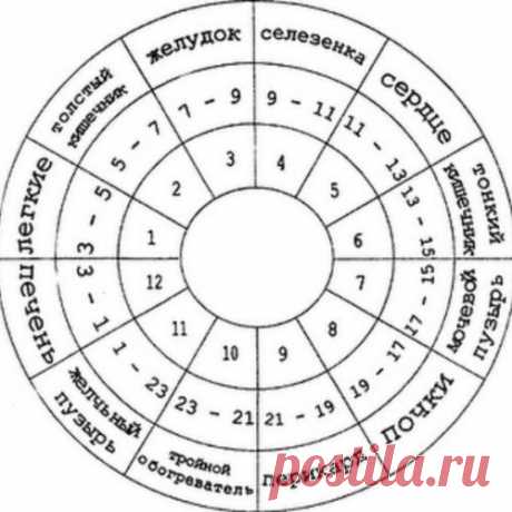 ЧАСЫ РАБОТЫ НАШЕГО ОРГАНИЗМА