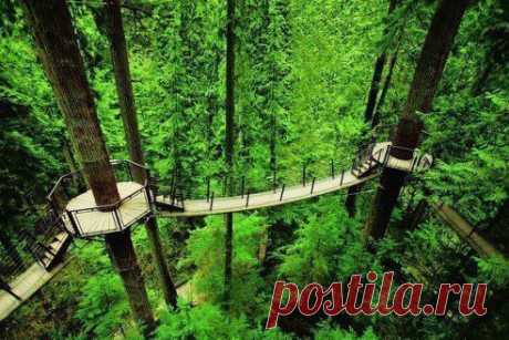 Мост &quot;Тритопс&quot; в парке мостов в Канаде позволяет почувствовать себя белкой-летягой: посетители переходят от одного дерева к другому на высоте в 30 метров.