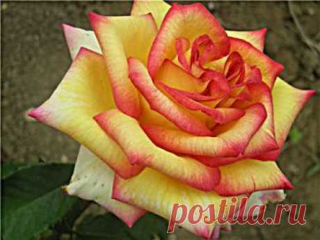 Роза чайно-гибридная Амбианс - описание сорта, фото, выращивание | О розе Ambiance Rose – чайно-гибридная роза класса премиум, выведена во Франции в 1998 году. Очень популярна среди флористов, имеет множество престижных наград .