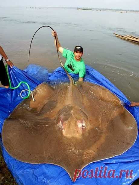 Ольга Дмитриева – Google+ - Giant Stingray Picture﻿