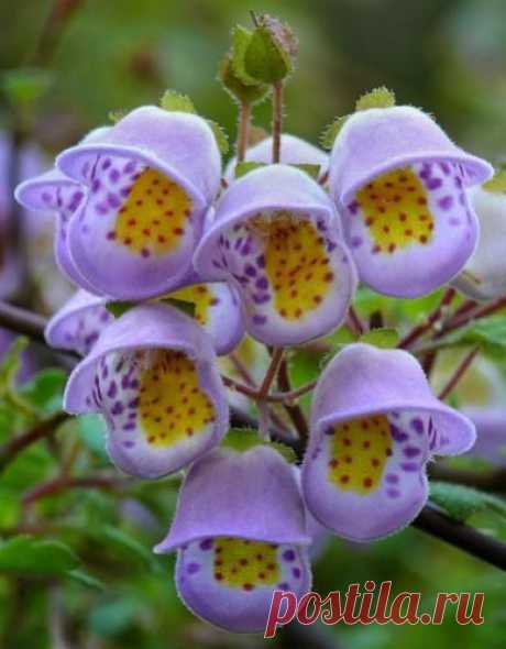 Jovellana violacea)