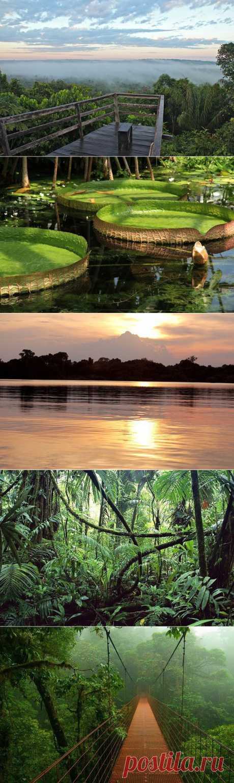 В джунглях Амазонки / Туристический спутник