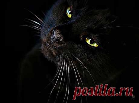 Черный  кот...