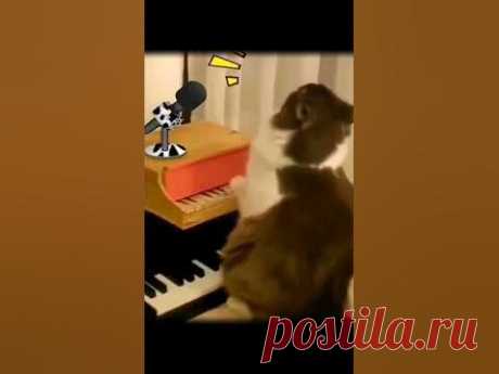 КОТ певец года. #кот #певец #хит #хитяра #like#funnyvideo #угарноевидео #говорящий_кот#funnymoments