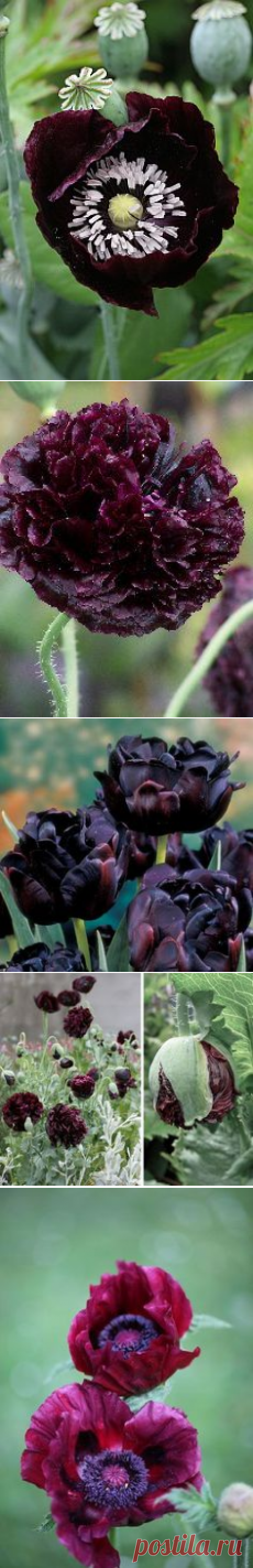 (1077) Papaver 'Black Peony' | black plants and flowers