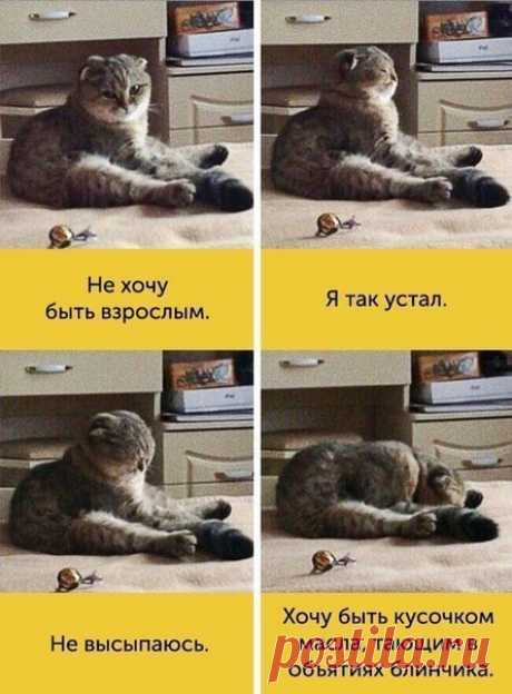 Котик