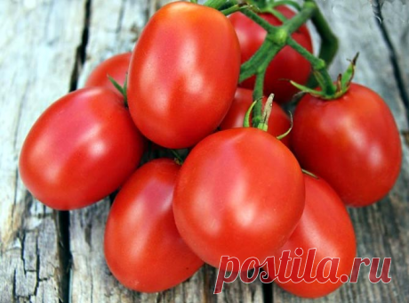 Мой любимый сорт томатов. Несколько хитростей выращивания отличных помидоров на даче в любую погоду на его примере. | Сад, огород, наука и ... лень | Яндекс Дзен