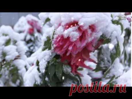 Paul Mauriat _ Tombe La Neige - YouTube