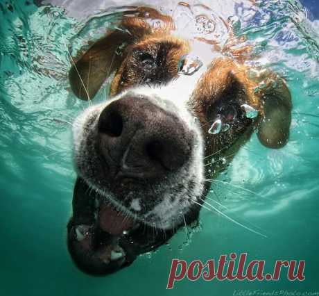 Удивительная подводная фотосессия собаки | Живой фотоблог