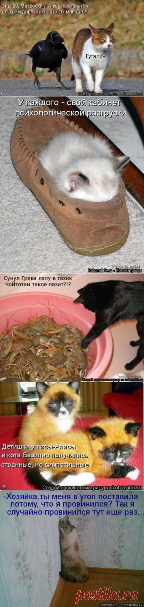 Всегда занят (котоматрица)