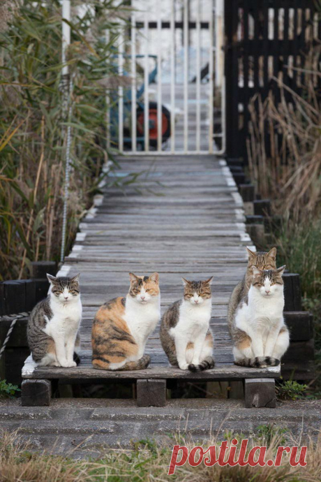 Любить кошку можно только на её условиях. Фотограф Seiji Mamiya