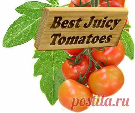 How to Grow TomatoesClickbank | How to Grow Tomatoes