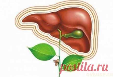 Как лечить печень народными средствами