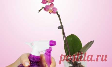 Как поливать орхидею во время цветения: правила полива и уход