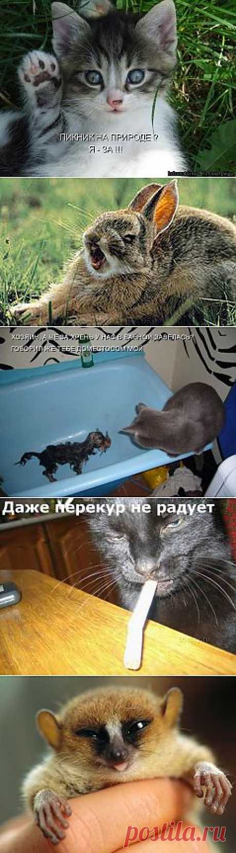 фото приколы животных: 4 млн изображений найдено в Яндекс.Картинках