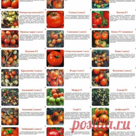 САД, ЦВЕТНИК И ОГОРОД. Рекомендуемые сорта томатов