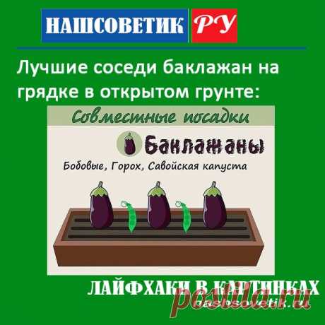 Лучшие соседи баклажан на грядке в открытом грунте. По соседству с ними ваши баклажаны вырастут сильными и дадут хороший урожай.