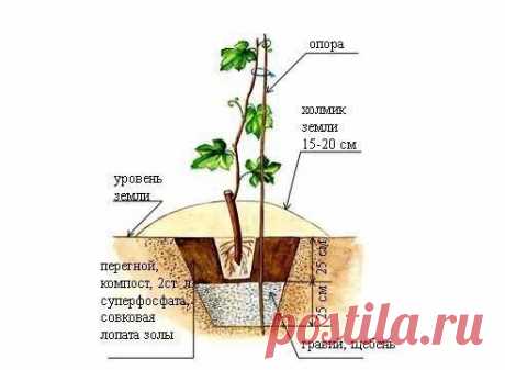 КАК ПЕРЕСАДИТЬ ВЗРОСЛЫЙ КУСТ ВИНОГРАДА.