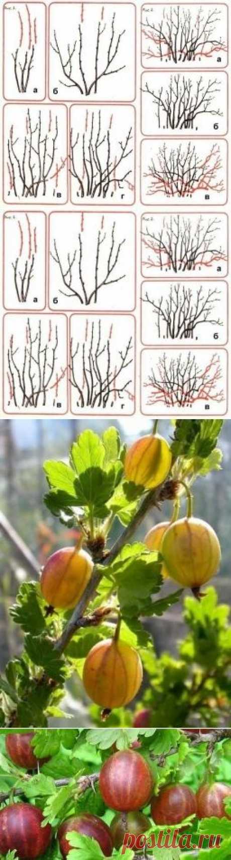 Обрезка кустов крыжовника - Садоводка