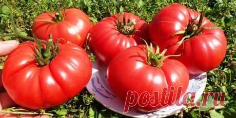 Бражка для урожая помидор

Рецепт очень прост. Понадобится:

Вода — 2,7 л
Показать полностью…