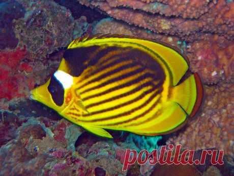 Бабочка полосатая, Chaetodon fasciatus (лат.) Diagonal-lined butterflyfish (англ.) 
Размер – 22см. 
Глубина 2 – 25м. 
   Бабочка полосатая является эндемиком и встречается только в Красном море. 
 В ходе личиночного развития, которое проходит в толще воды, имеется своеобразная стадия, называемая толихтис, на протяжении которой на голове личинок появляются своеобразные костные пластины и шипы.