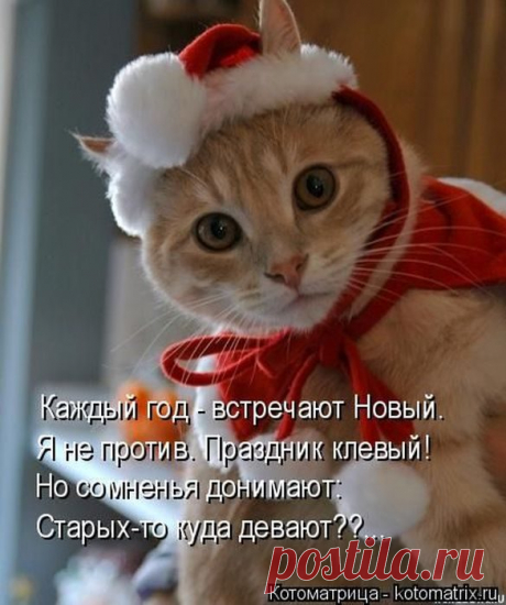 Самые забавные котоматрицы недели))