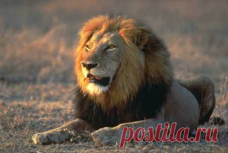 животные африки фото - Поиск в Google Царь.