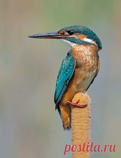 фото: Kingfisher | фотограф: rafi raz | WWW.PHOTODOM.COM