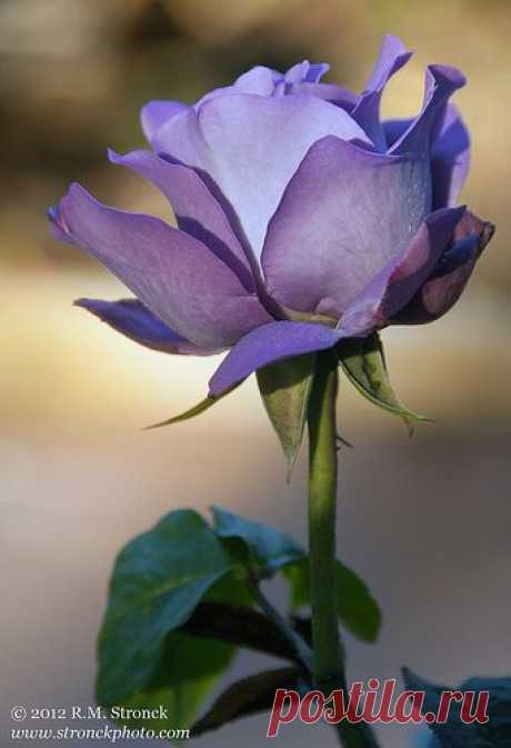 Royal Amethyst Hybrid Rose  от пользователя Bob Stronck на Flickr | Flowers | Pi nterest