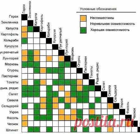 ОВОЩИ, КОТОРЫЕ СТОИТ ПОСАДИТЬ РЯДОМ ДРУГ С ДРУГОМ