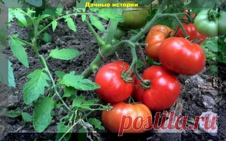 Очевидные и не очевидные ошибки дачника которые могут привести к потере урожая томатов | Дачные истории | Дзен