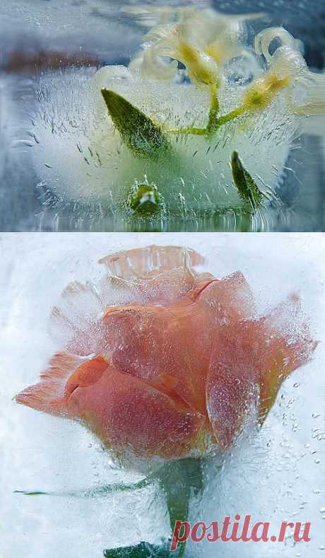 Ледяные цветы Василия Чешенова: 114 изображений найдено в Яндекс.Картинках