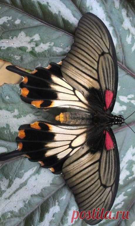 Great Mormon Swallowtail (Papilio memnon)  |   Pinterest • Всемирный каталог идей