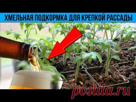 Хмельная подкормка Крепкая и здоровая рассада Вам обеспечена Самая лучшая подкормка рассады - YouTube