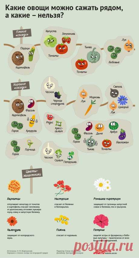 Порядок на грядках: какие растения несовместимы друг с другом. Инфографика | Памятка | ИНФОГРАФИКА | АиФ Краснодар