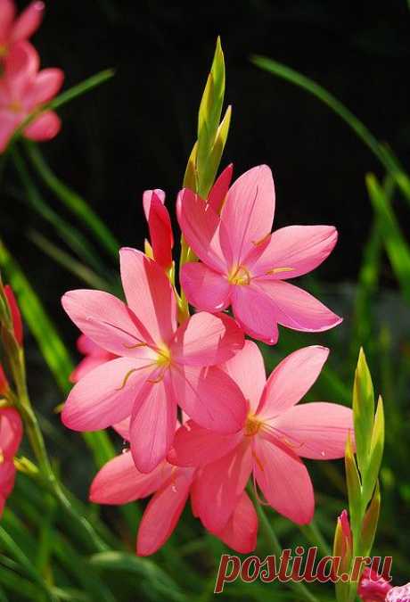 Schizostylis coccinea by Keartona | Flowers