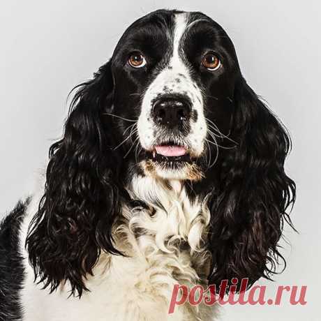 Портреты собак в фотографиях Барбары О’Брайен