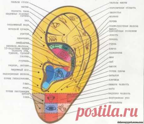 ЗДРАВОТДЕЛ. Массаж ушей для здоровья всего организма Полагаю, ни для кого не секрет...