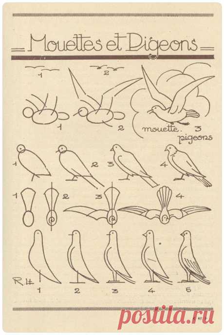 Учимся рисовать птиц с нуля — Сделай сам, идеи для творчества - DIY Ideas
